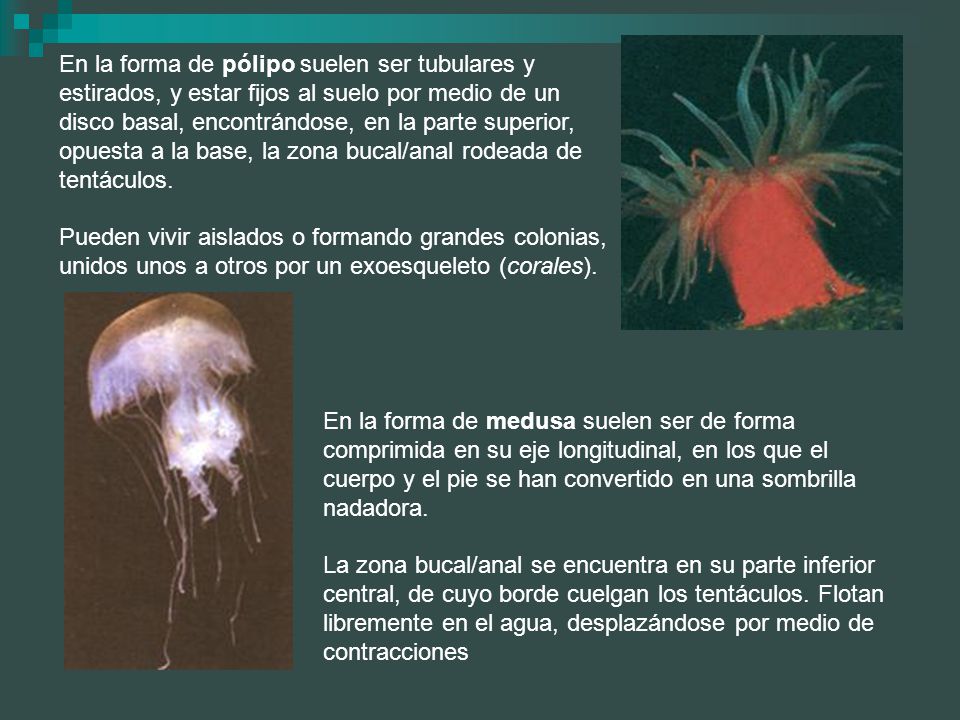 En la forma de pólipo suelen ser tubulares y estirados, y estar fijos al suelo por medio de un disco basal, encontrándose, en la parte superior, opuesta a la base, la zona bucal/anal rodeada de tentáculos.