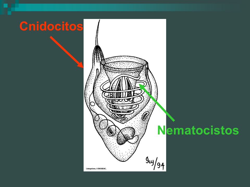 Cnidocitos Nematocistos