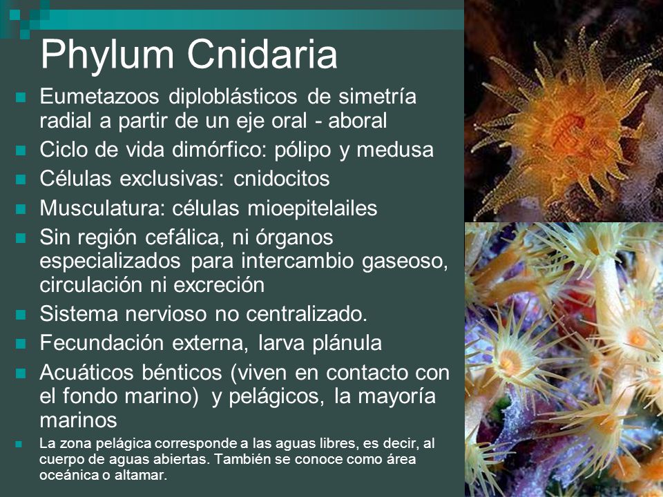 Phylum Cnidaria Eumetazoos diploblásticos de simetría radial a partir de un eje oral - aboral. Ciclo de vida dimórfico: pólipo y medusa.