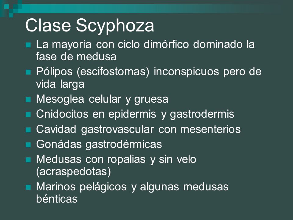 Clase Scyphoza La mayoría con ciclo dimórfico dominado la fase de medusa. Pólipos (escifostomas) inconspicuos pero de vida larga.