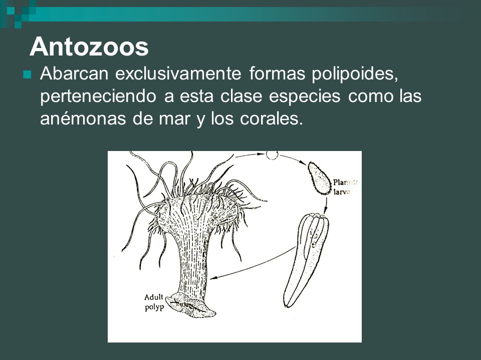 Antozoos Abarcan exclusivamente formas polipoides, perteneciendo a esta clase especies como las anémonas de mar y los corales.