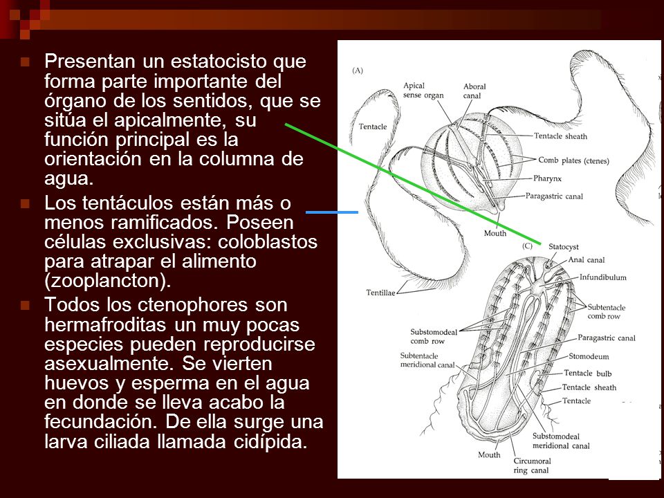 Presentan un estatocisto que forma parte importante del órgano de los sentidos, que se sitúa el apicalmente, su función principal es la orientación en la columna de agua.