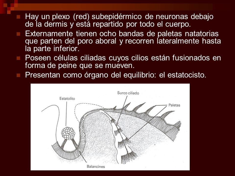 Hay un plexo (red) subepidérmico de neuronas debajo de la dermis y está repartido por todo el cuerpo.