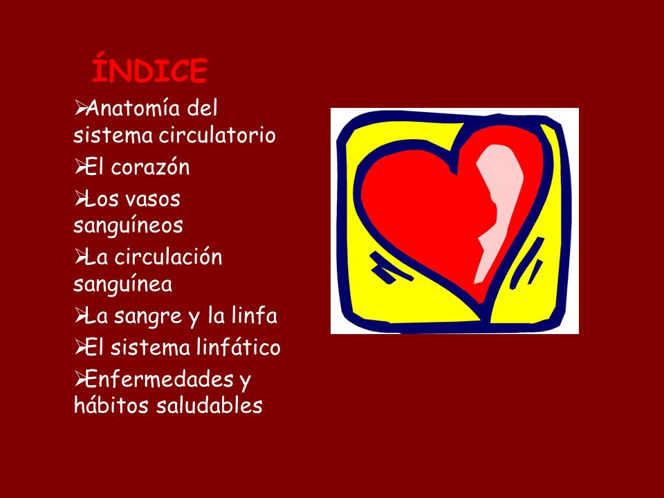 ÍNDICE Anatomía del sistema circulatorio El corazón