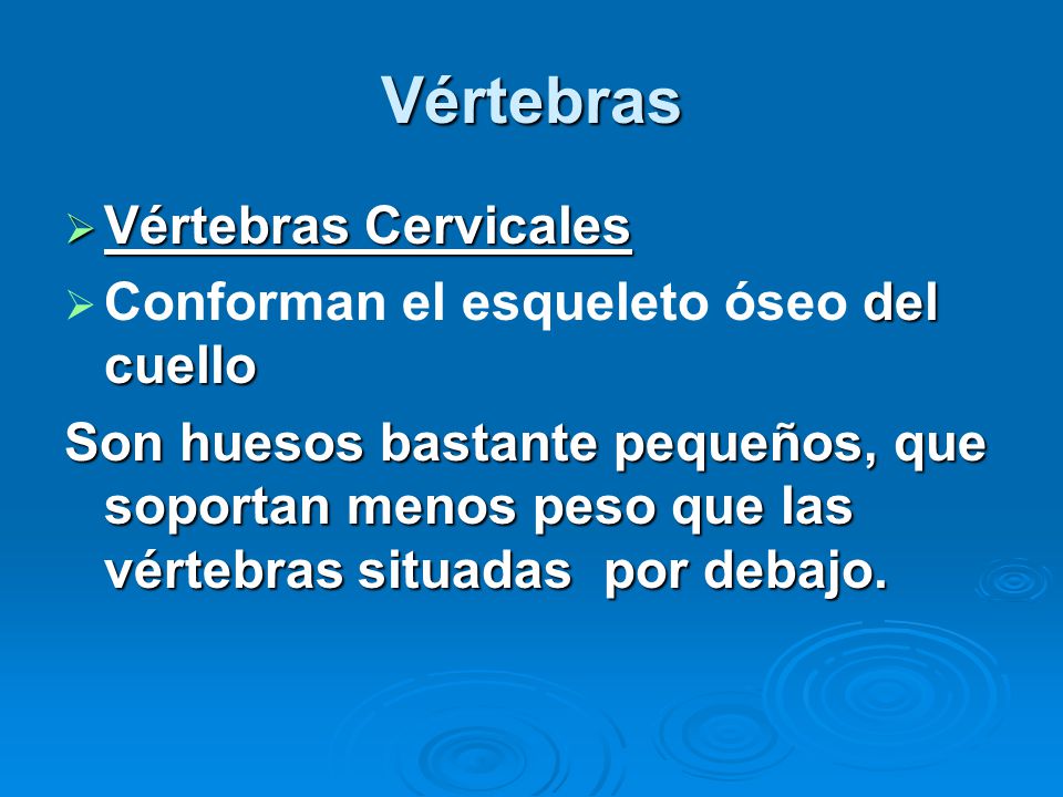 Vértebras Vértebras Cervicales Conforman el esqueleto óseo del cuello