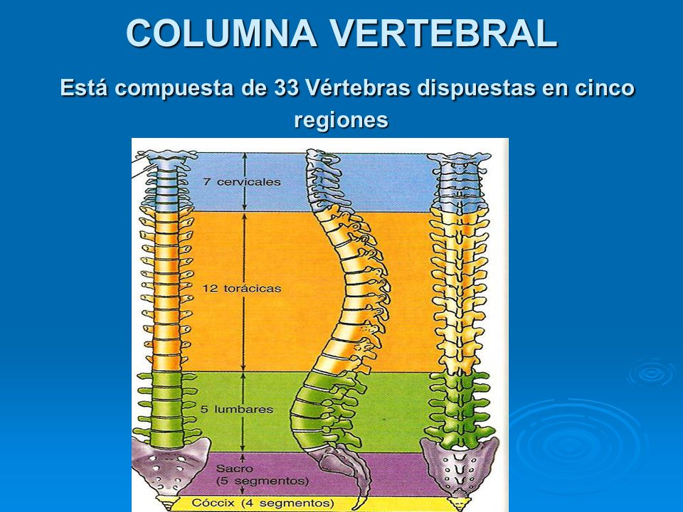 COLUMNA VERTEBRAL Está compuesta de 33 Vértebras dispuestas en cinco regiones