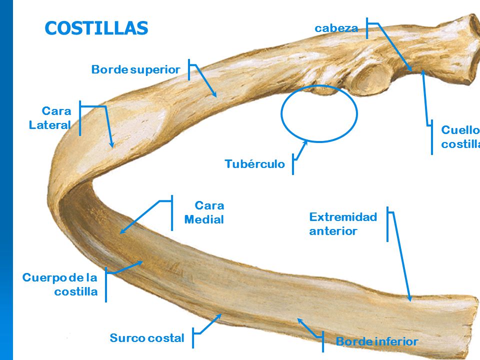 COSTILLAS cabeza Borde superior Cara Lateral Cuello de la costilla