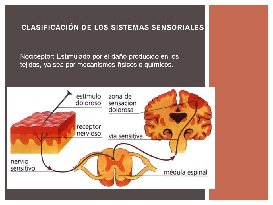 Clasificación de los sistemas sensoriales