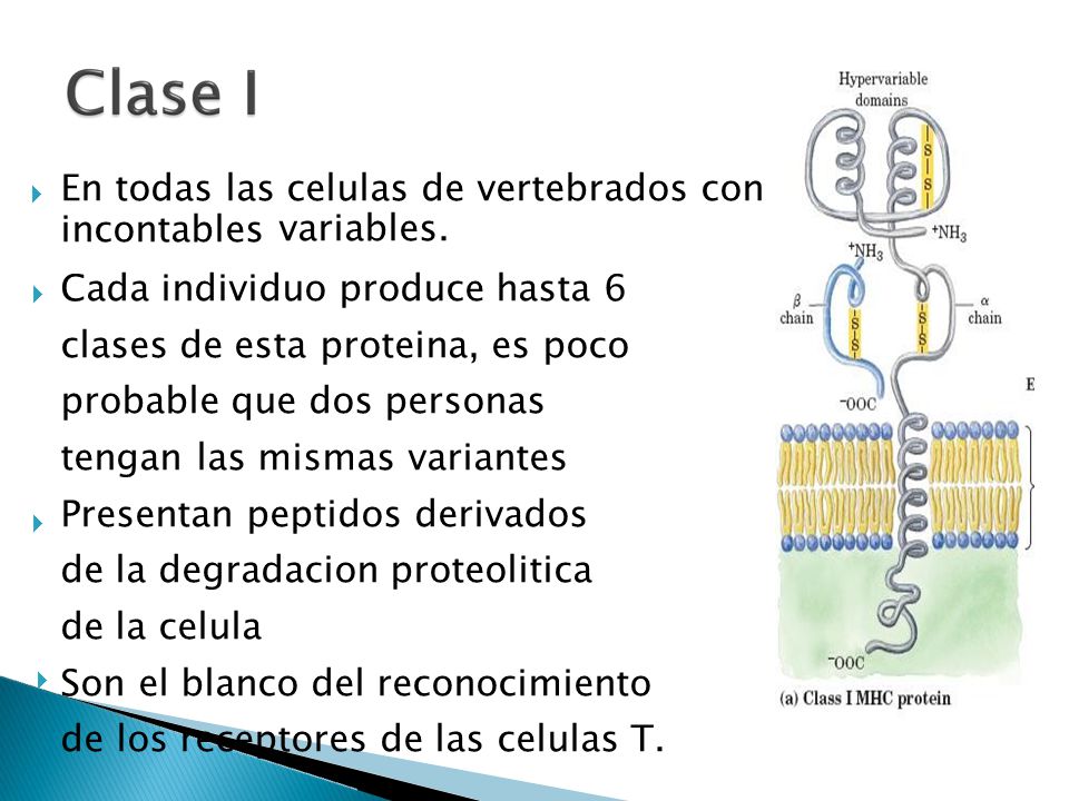 En todas las celulas de vertebrados con incontables variables.