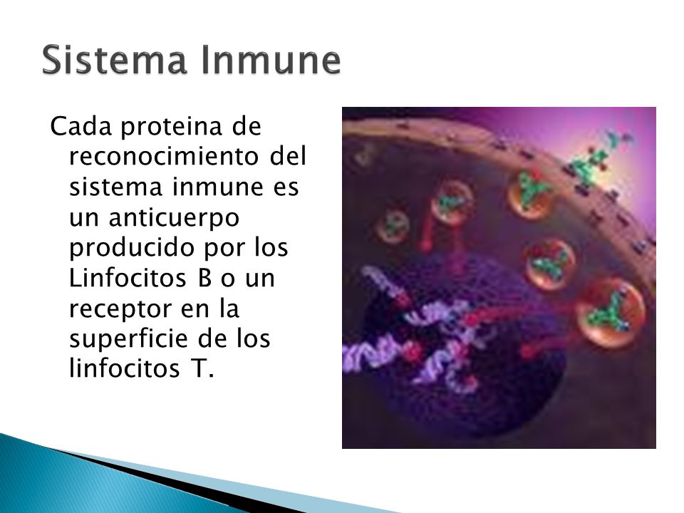 Cada proteina de reconocimiento del. sistema inmune es. un anticuerpo. producido por los. Linfocitos B o un.