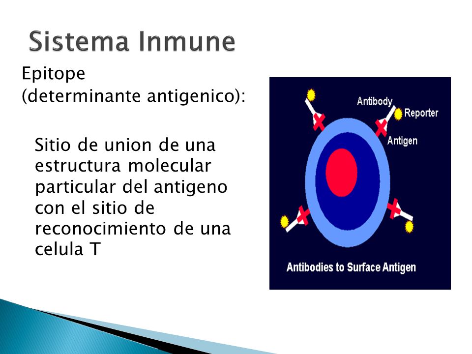 Epitope (determinante antigenico): Sitio de union de una. estructura molecular. particular del antigeno.
