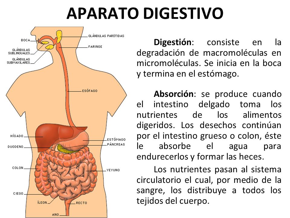 APARATO DIGESTIVO Digestión: consiste en la degradación de macromoléculas en micromoléculas. Se inicia en la boca y termina en el estómago.