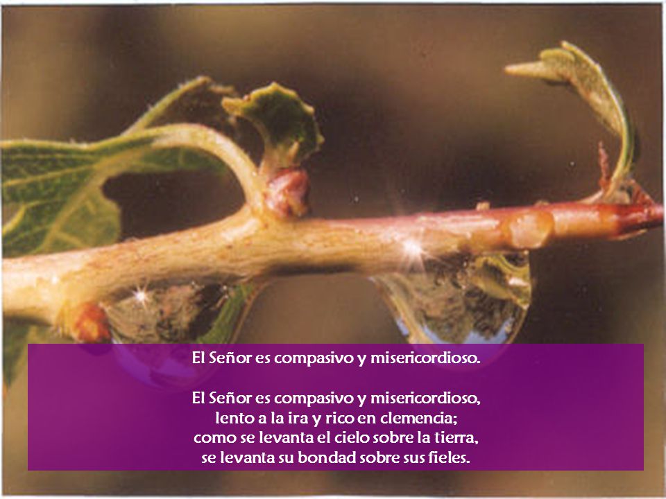 El Señor es compasivo y misericordioso.