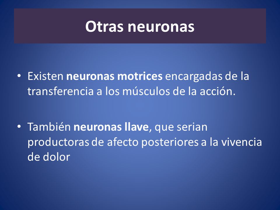 Otras neuronas Existen neuronas motrices encargadas de la transferencia a los músculos de la acción.