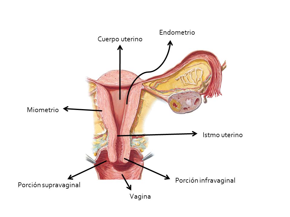 Endometrio Cuerpo uterino Miometrio Istmo uterino Porción infravaginal Porción supravaginal Vagina