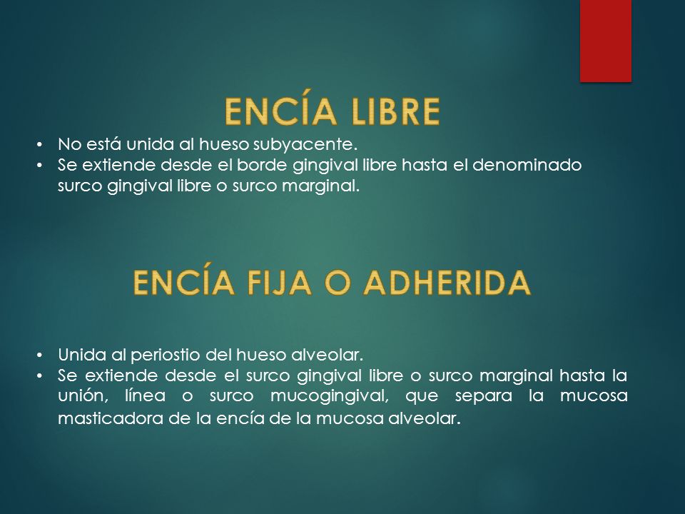 ENCÍA LIBRE ENCÍA FIJA O ADHERIDA No está unida al hueso subyacente.