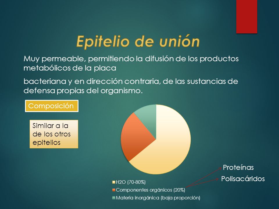 Epitelio de unión Muy permeable, permitiendo la difusión de los productos metabólicos de la placa.