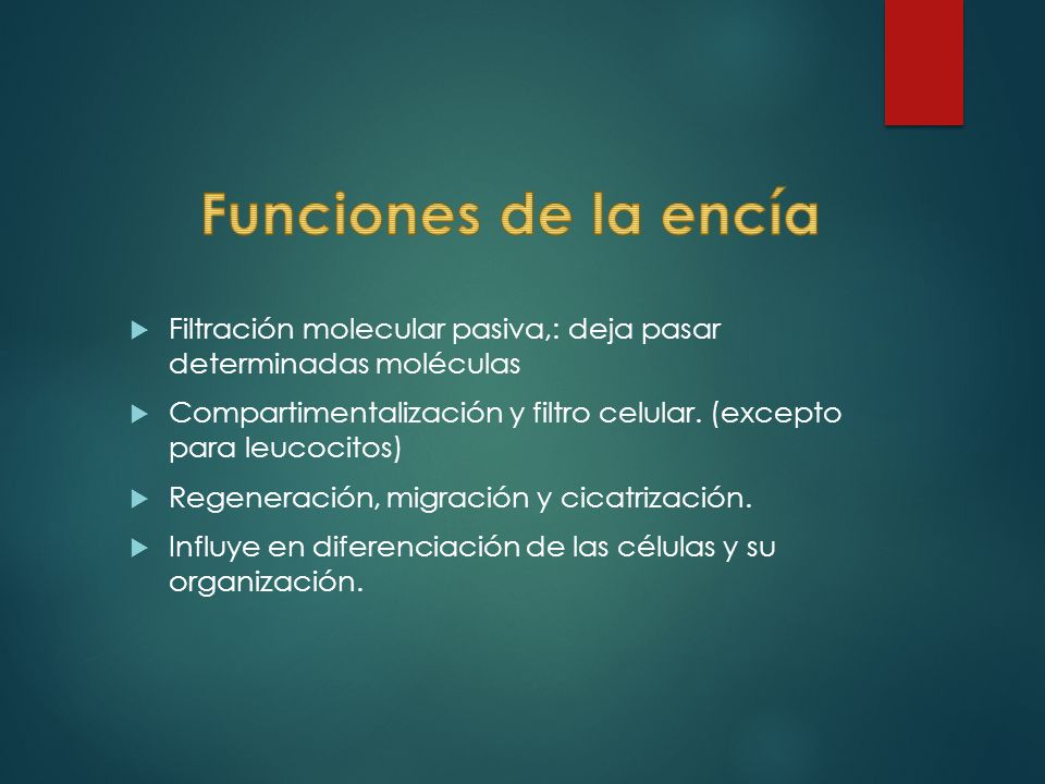 Funciones de la encía Filtración molecular pasiva,: deja pasar determinadas moléculas.