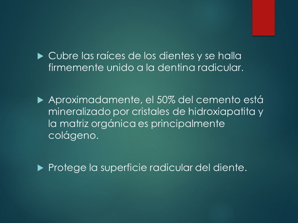 Cubre las raíces de los dientes y se halla firmemente unido a la dentina radicular.