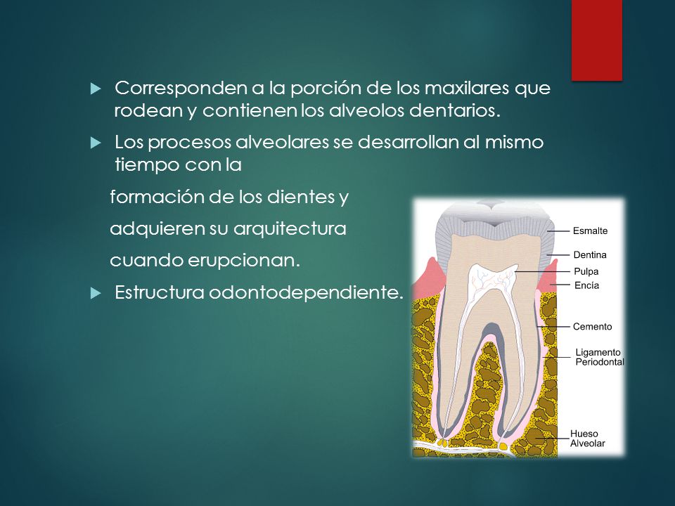 Corresponden a la porción de los maxilares que rodean y contienen los alveolos dentarios.
