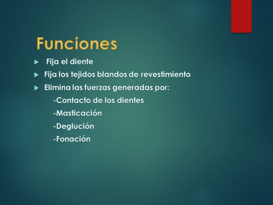 Funciones Fija el diente Fija los tejidos blandos de revestimiento