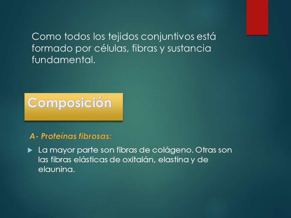 Como todos los tejidos conjuntivos está formado por células, fibras y sustancia fundamental.