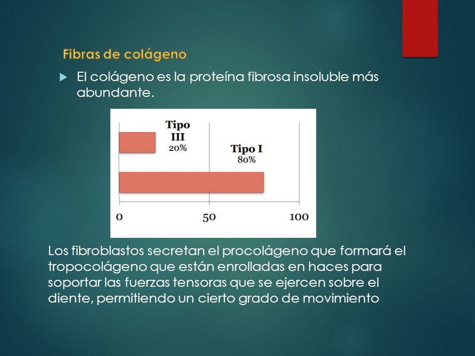 Fibras de colágeno El colágeno es la proteína fibrosa insoluble más abundante.