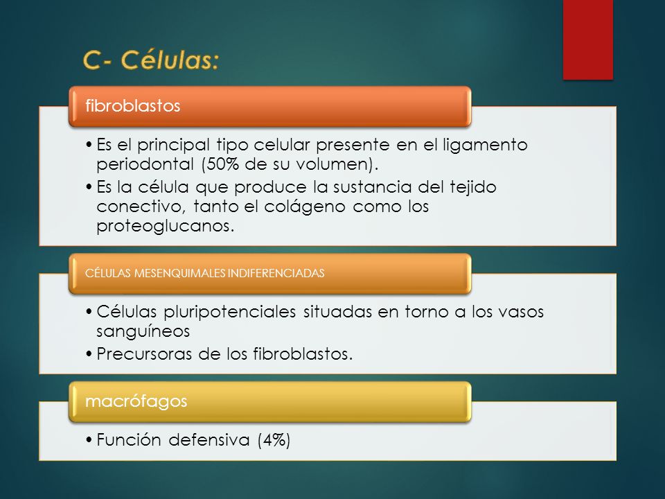 C- Células: Es el principal tipo celular presente en el ligamento periodontal (50% de su volumen).