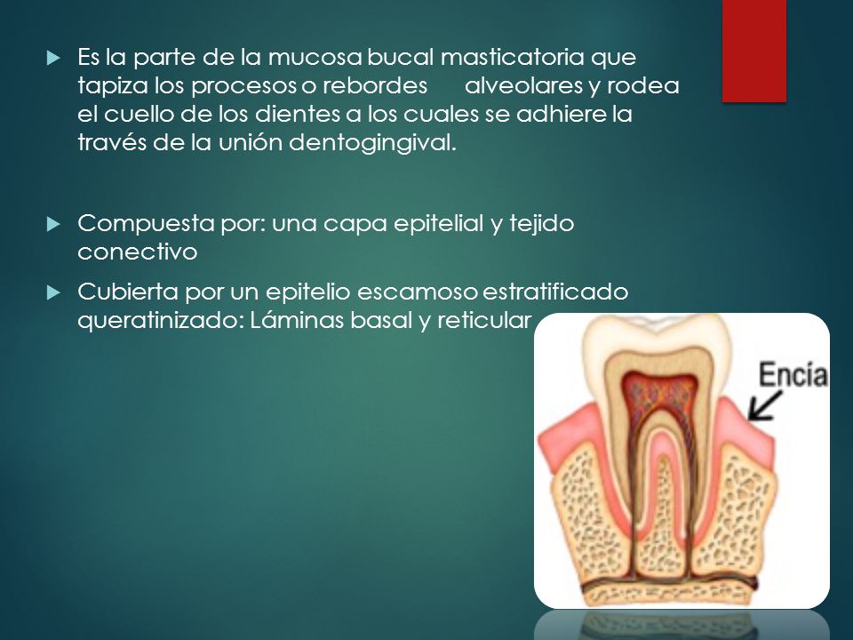 Es la parte de la mucosa bucal masticatoria que tapiza los procesos o rebordes alveolares y rodea el cuello de los dientes a los cuales se adhiere la través de la unión dentogingival.