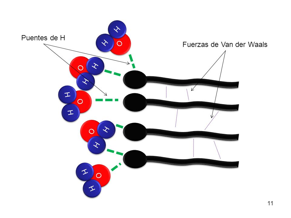O H Puentes de H Fuerzas de Van der Waals O H O H O H O H