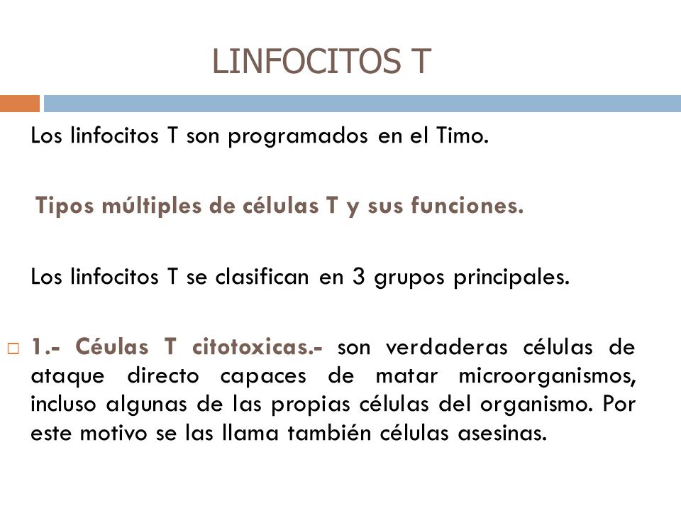 LINFOCITOS T Los linfocitos T son programados en el Timo.