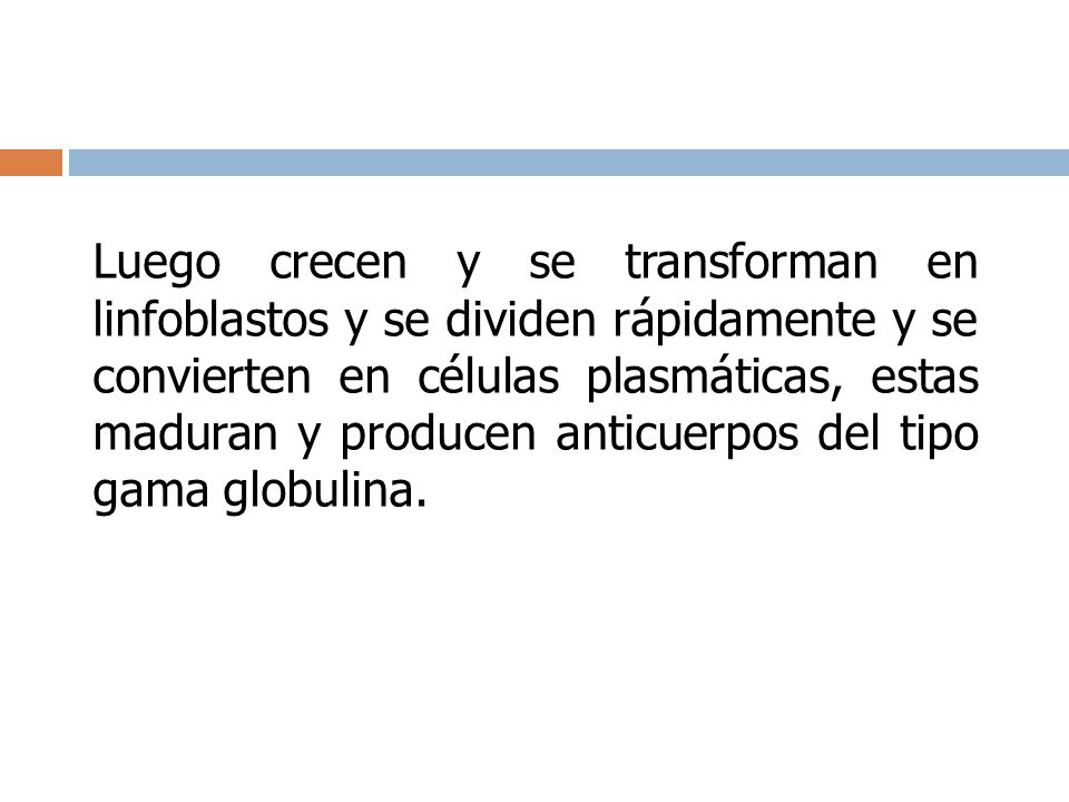 Luego crecen y se transforman en linfoblastos y se dividen rápidamente y se convierten en células plasmáticas, estas maduran y producen anticuerpos del tipo gama globulina.