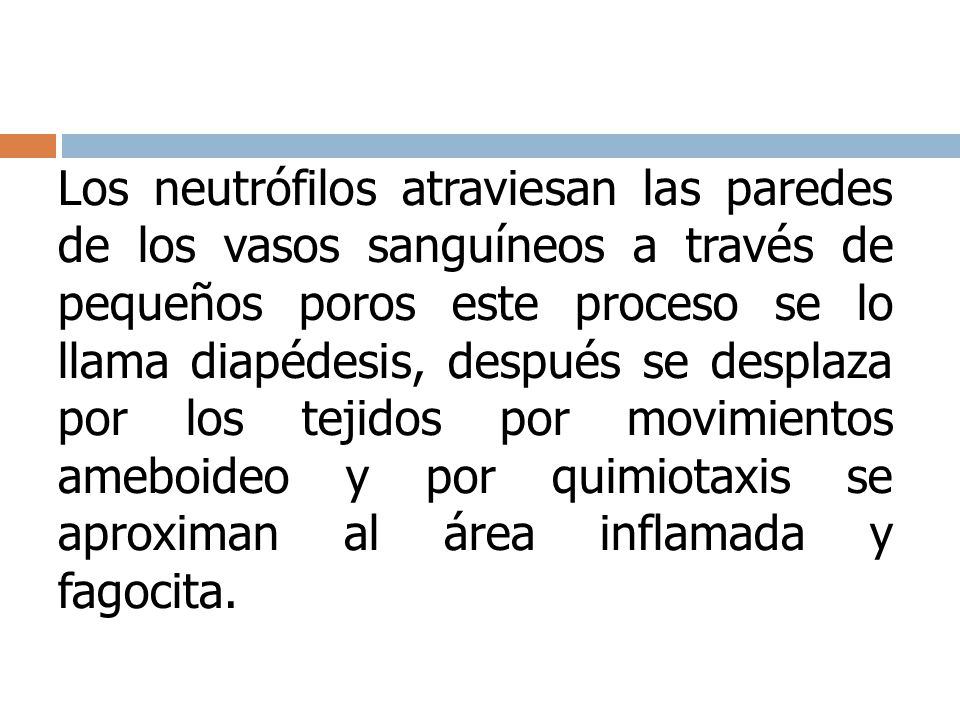 Los neutrófilos atraviesan las paredes de los vasos sanguíneos a través de pequeños poros este proceso se lo llama diapédesis, después se desplaza por los tejidos por movimientos ameboideo y por quimiotaxis se aproximan al área inflamada y fagocita.