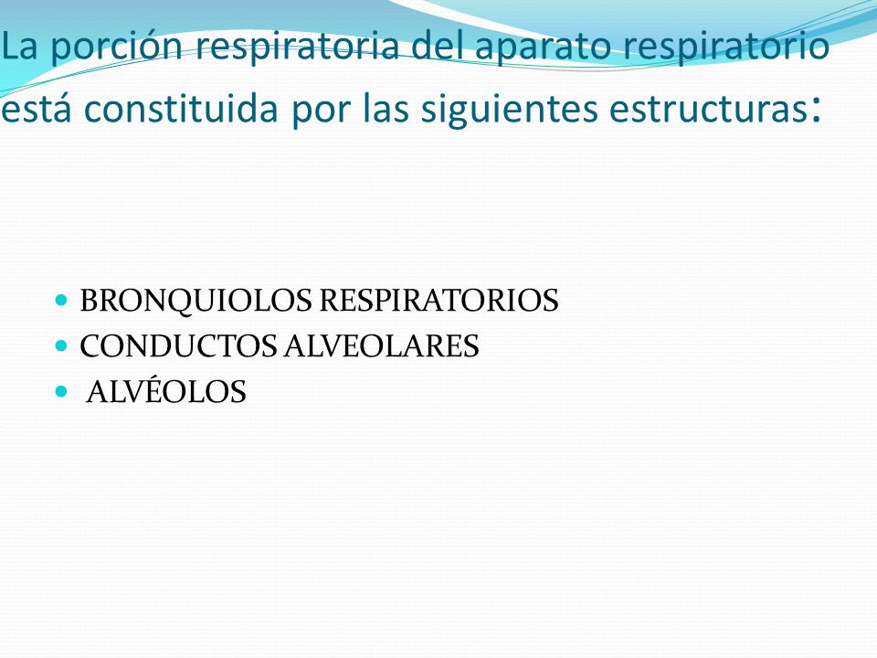 La porción respiratoria del aparato respiratorio está constituida por las siguientes estructuras: