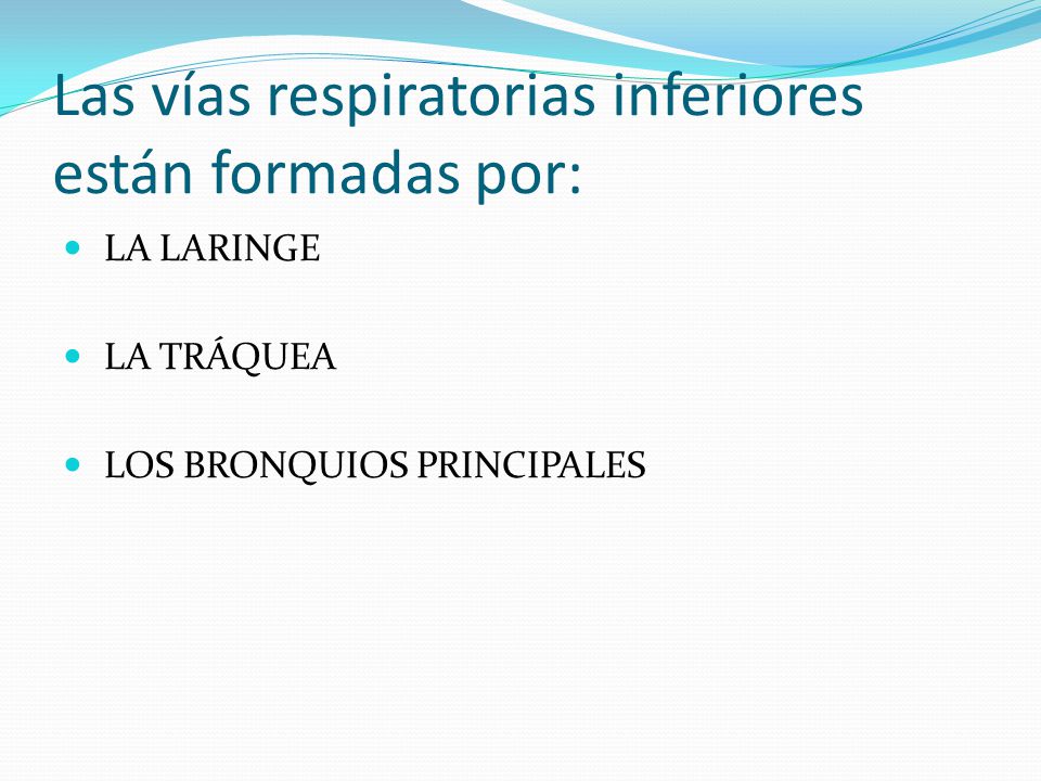 Las vías respiratorias inferiores están formadas por: