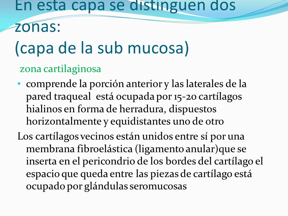 En esta capa se distinguen dos zonas: (capa de la sub mucosa)