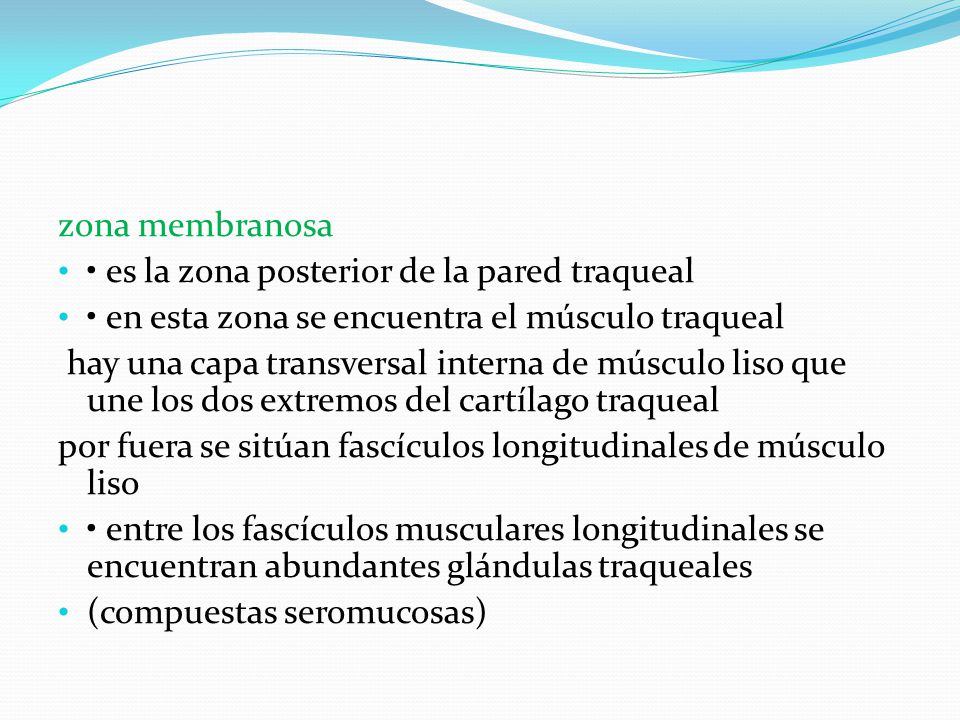zona membranosa • es la zona posterior de la pared traqueal. • en esta zona se encuentra el músculo traqueal.
