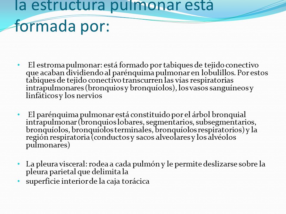Desde el punto de vista histológico, la estructura pulmonar está formada por: