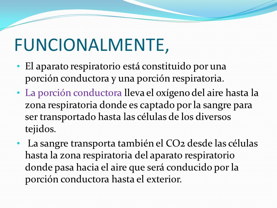 FUNCIONALMENTE, El aparato respiratorio está constituido por una porción conductora y una porción respiratoria.