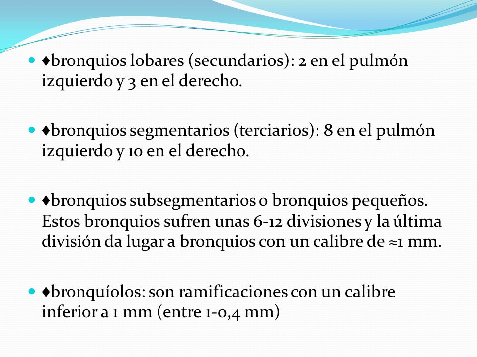 ♦bronquios lobares (secundarios): 2 en el pulmón izquierdo y 3 en el derecho.
