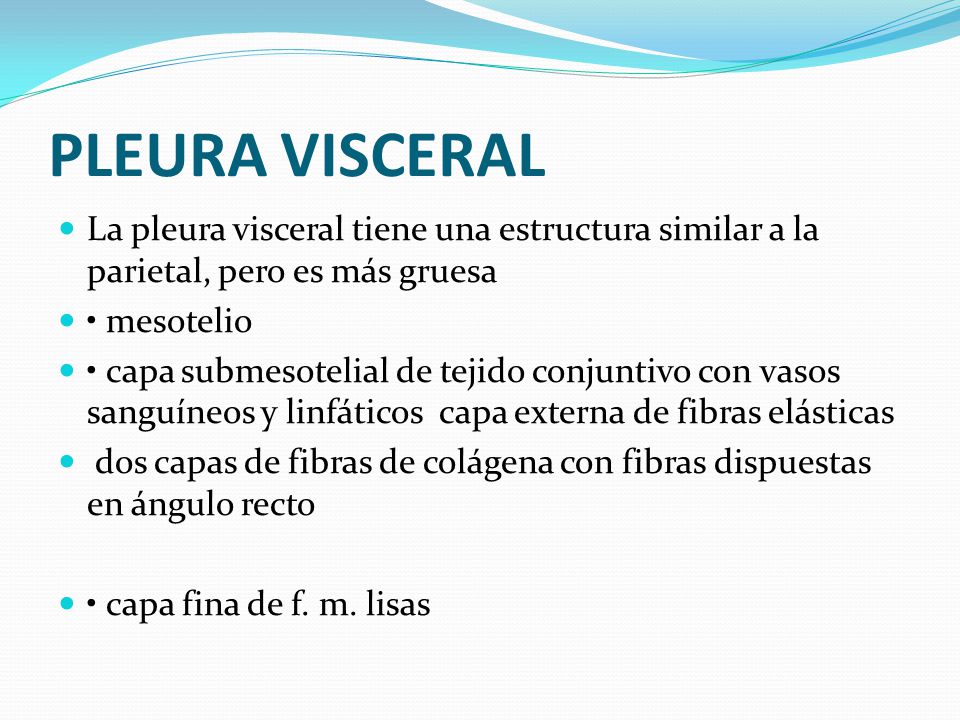PLEURA VISCERAL La pleura visceral tiene una estructura similar a la parietal, pero es más gruesa. • mesotelio.