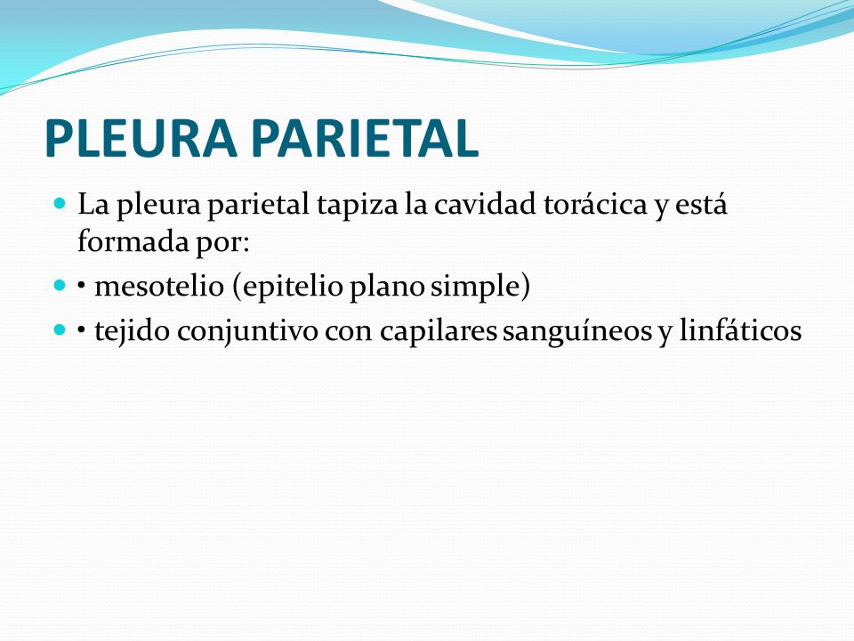 PLEURA PARIETAL La pleura parietal tapiza la cavidad torácica y está formada por: • mesotelio (epitelio plano simple)