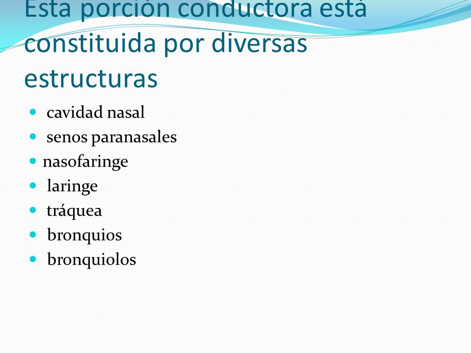 Esta porción conductora está constituida por diversas estructuras