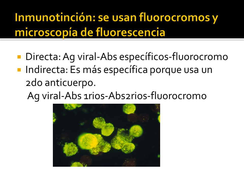 Inmunotinción: se usan fluorocromos y microscopía de fluorescencia
