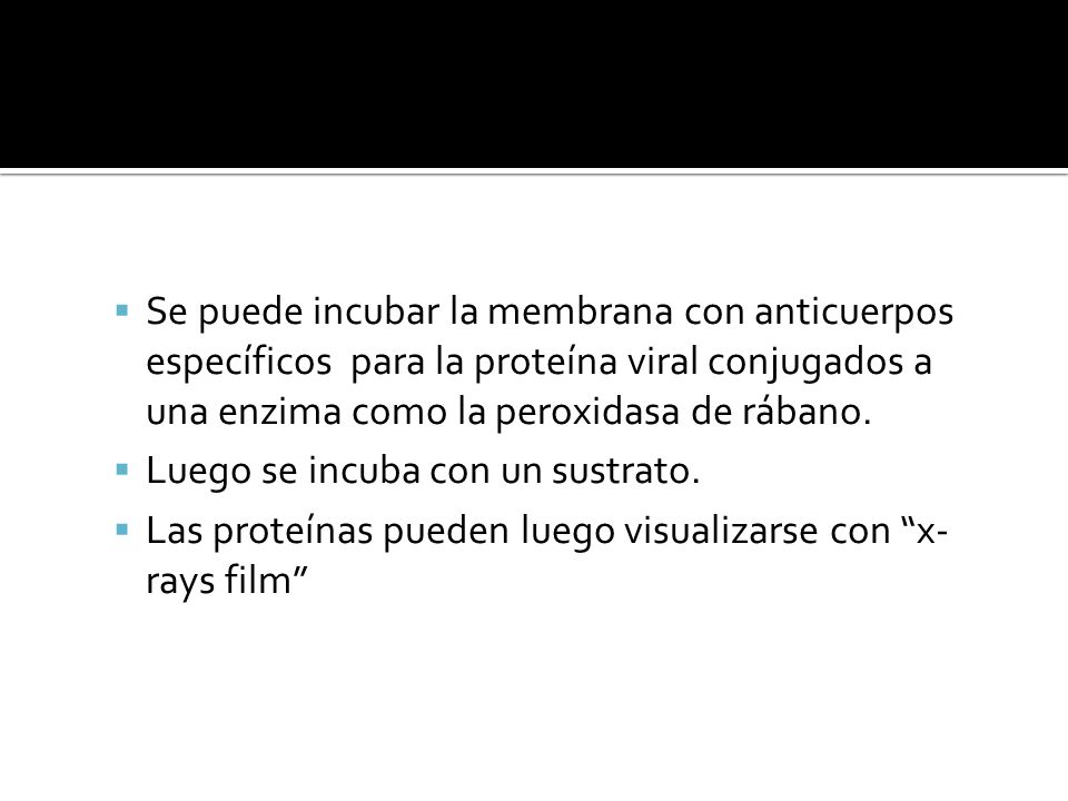 Se puede incubar la membrana con anticuerpos específicos para la proteína viral conjugados a una enzima como la peroxidasa de rábano.
