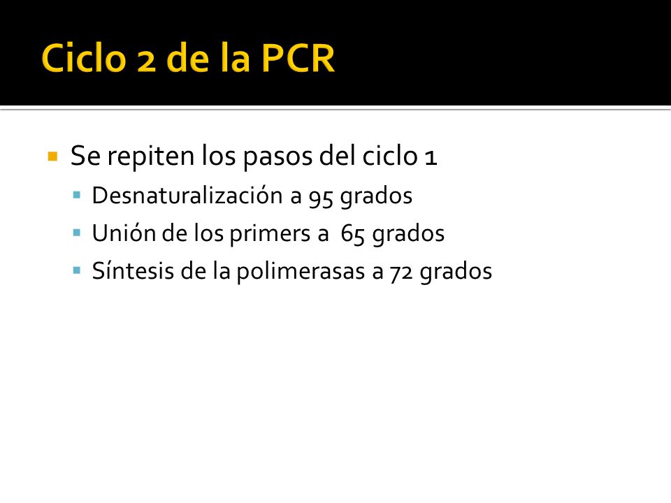 Ciclo 2 de la PCR Se repiten los pasos del ciclo 1