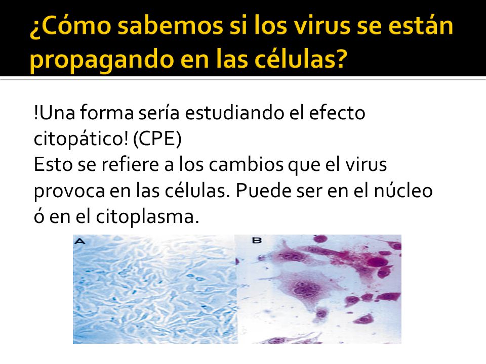 ¿Cómo sabemos si los virus se están propagando en las células