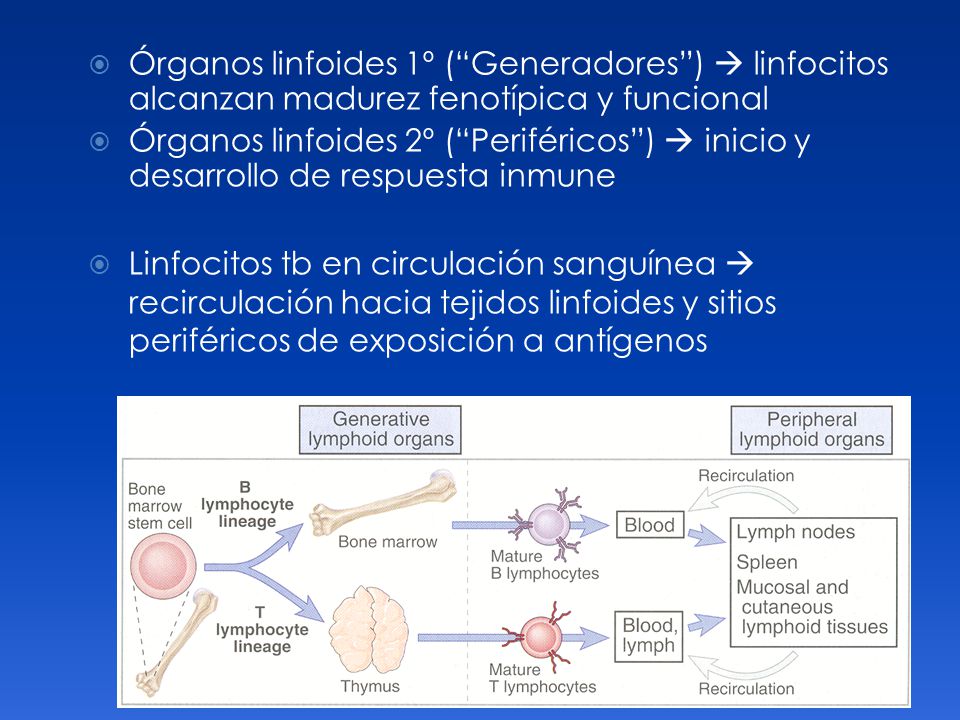 Órganos linfoides 1º ( Generadores )  linfocitos alcanzan madurez fenotípica y funcional