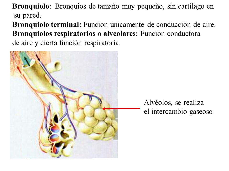 Bronquiolo: Bronquios de tamaño muy pequeño, sin cartílago en