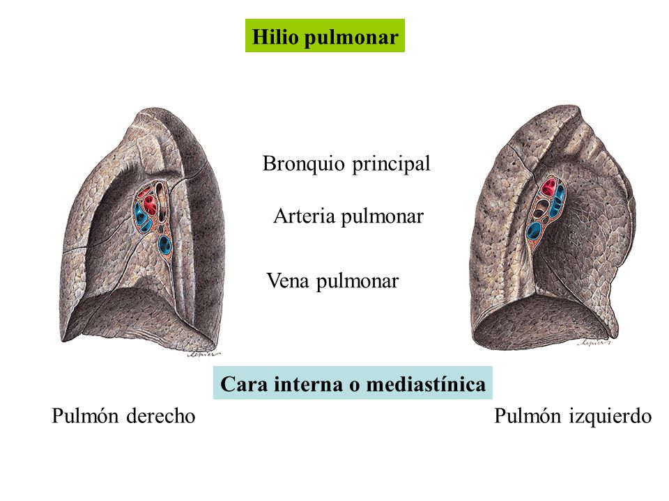 Hilio pulmonar Bronquio principal. Arteria pulmonar. Vena pulmonar. Cara interna o mediastínica.